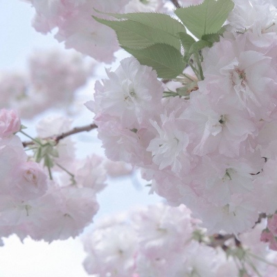 南海福瑞交流群